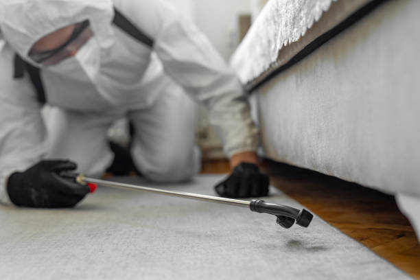 Professional Ant Control technician working in Comal County County, TX